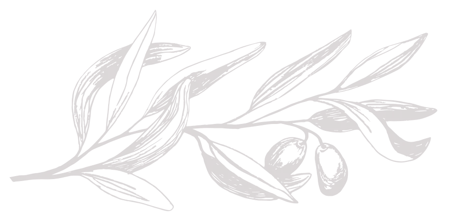 Illustration branche d'olivier