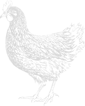 Illustration volaille